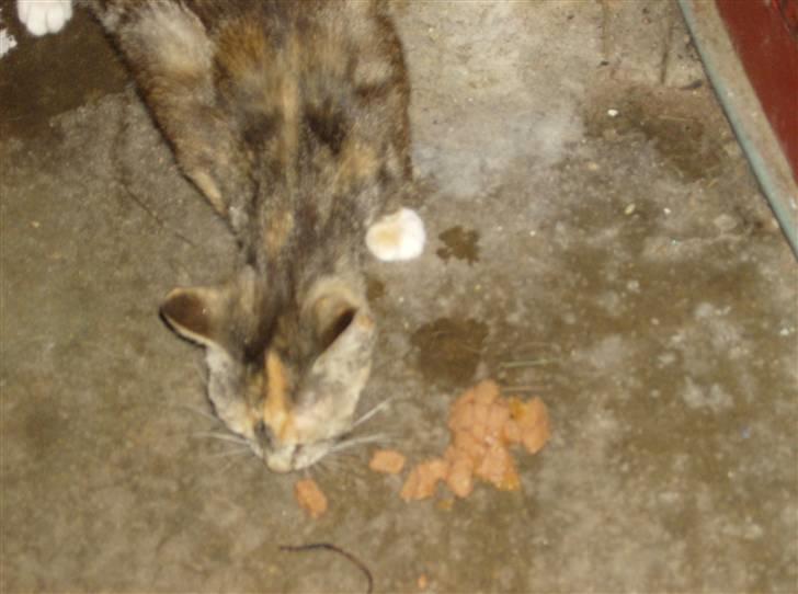 Huskat Molly billede 7