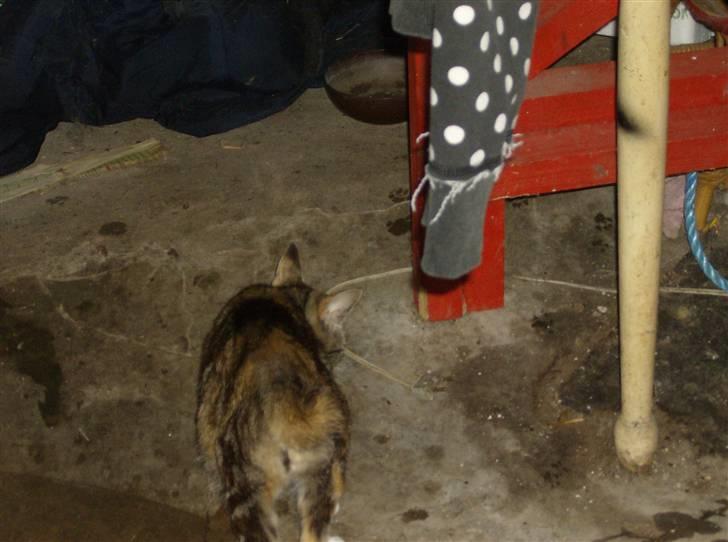 Huskat Molly - her kan man se hun mangler sin hale... billede 8