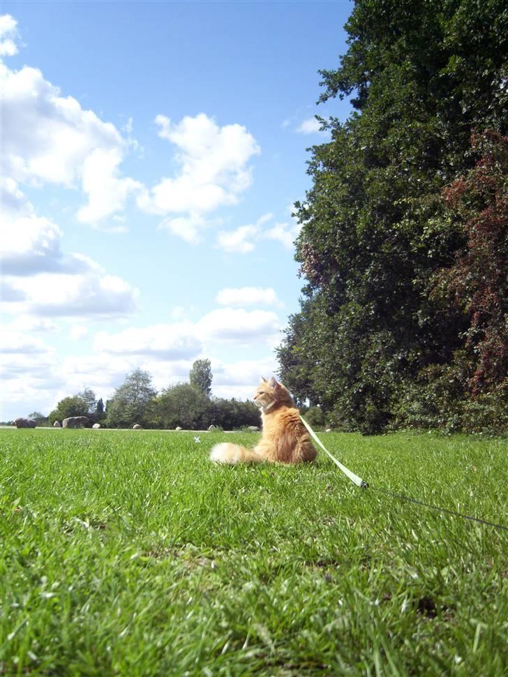 Maine Coon ELVIS billede 13