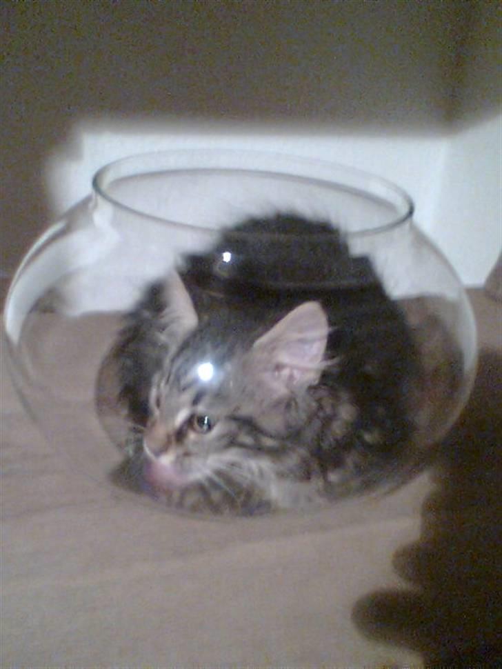 Blanding af racer Kong Arthur - Ny drinks: missebowle billede 11