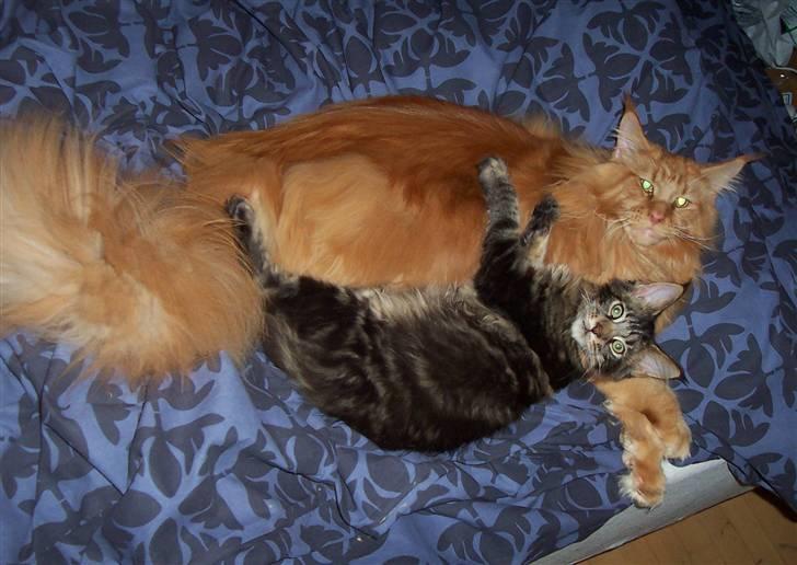 Maine Coon SP Olmocabes Jako  - Jako 4 mdr billede 8