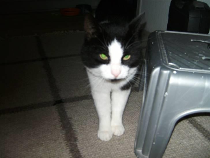 Huskat Figaro <'3 - "jeg er på vej til dig.." billede 9