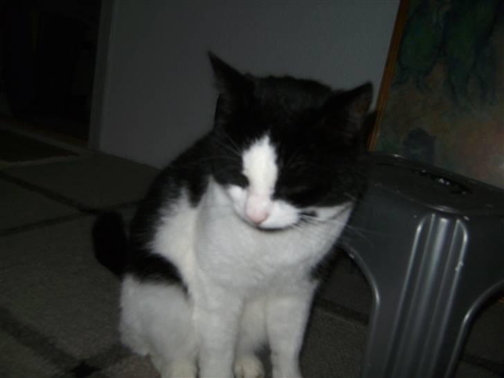 Huskat Figaro <'3 - hvor er han fin . billede 10