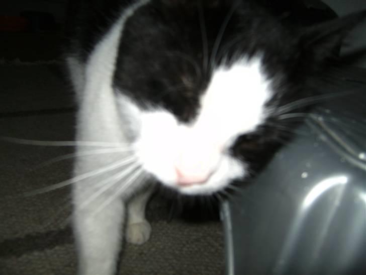 Huskat Figaro <'3 - Nusse-syg <´3 billede 11