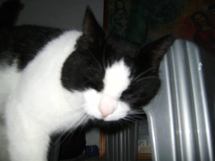 Huskat Figaro <'3 billede 12