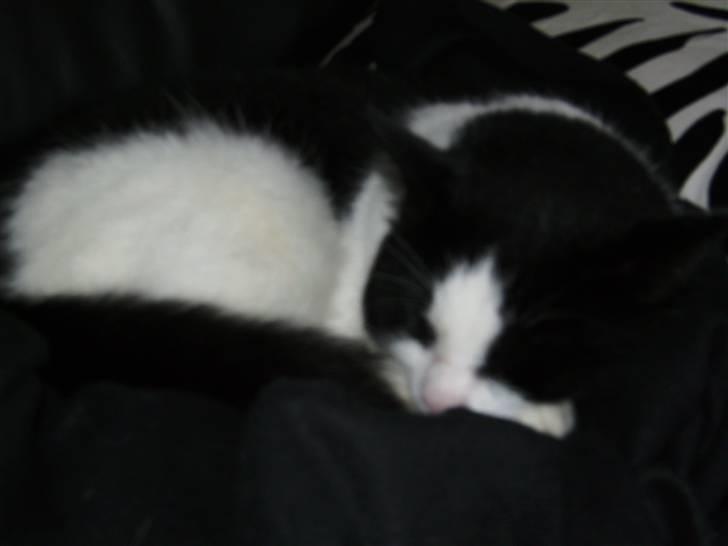 Huskat Figaro <'3 billede 13