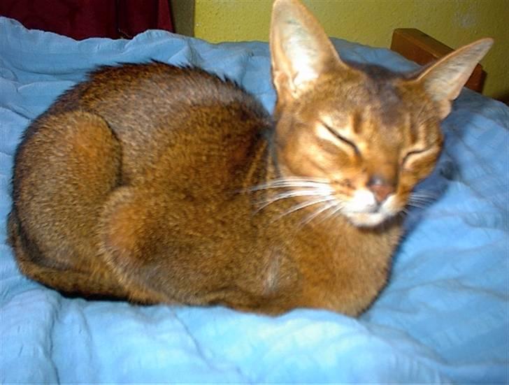 Abyssinier Passat af Khartoum billede 1