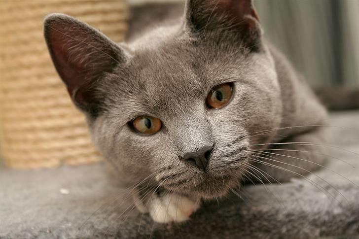 Huskat Siggy [Solgt] billede 1