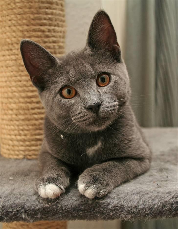 Huskat Siggy [Solgt] billede 2