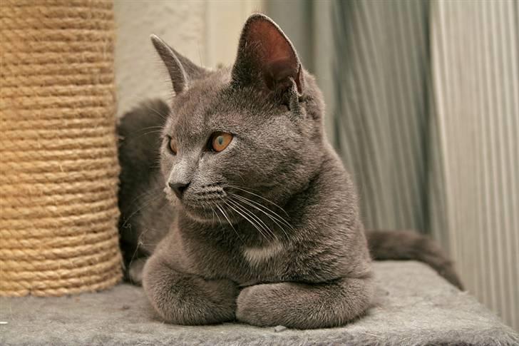 Huskat Siggy [Solgt] billede 3