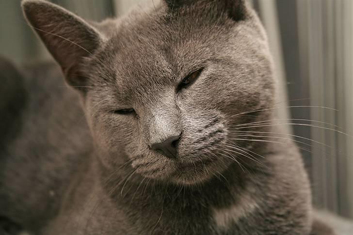 Huskat Siggy [Solgt] billede 4