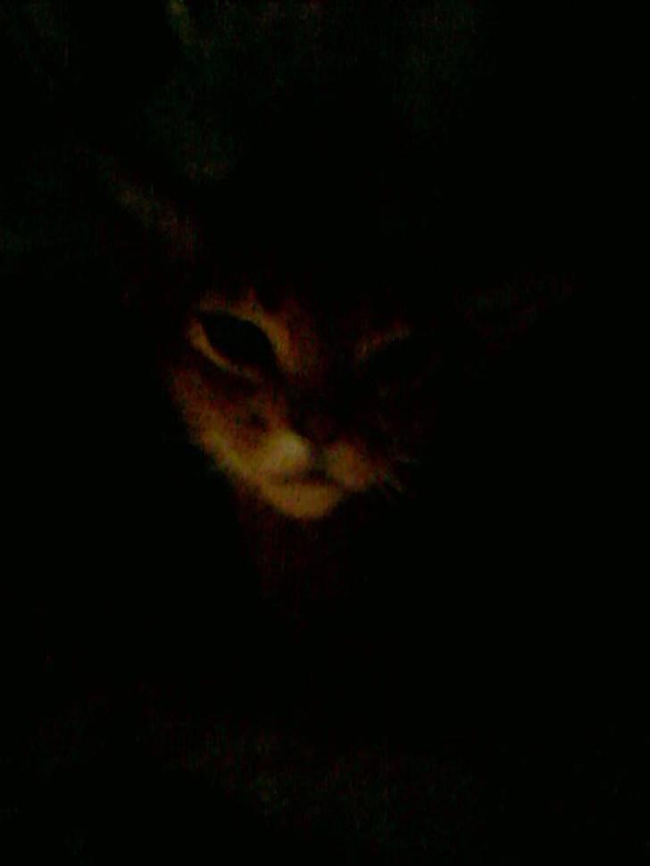 Abyssinier Passat af Khartoum billede 2