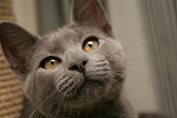 Huskat Siggy [Solgt] billede 5