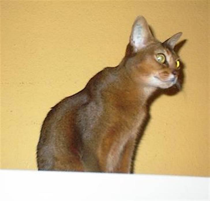 Abyssinier Passat af Khartoum billede 3