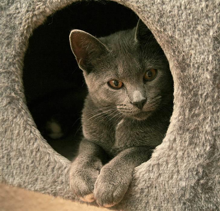 Huskat Siggy [Solgt] billede 6