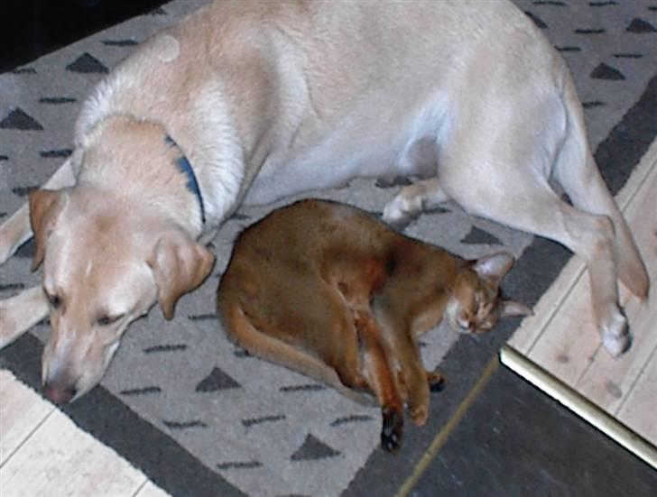 Abyssinier Passat af Khartoum billede 4