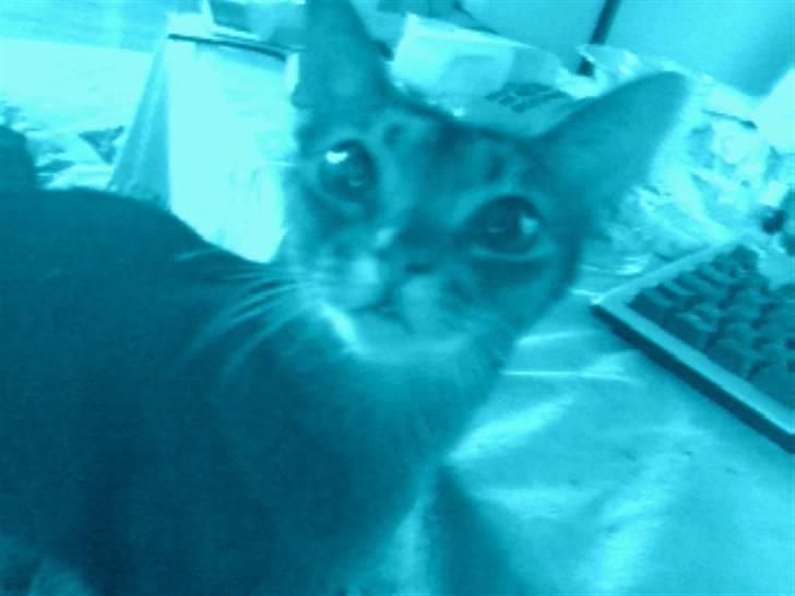 Abyssinier Passat af Khartoum billede 5