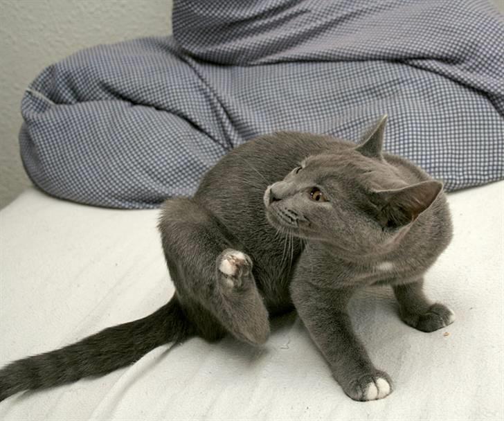 Huskat Siggy [Solgt] - Uhhf det klør billede 7