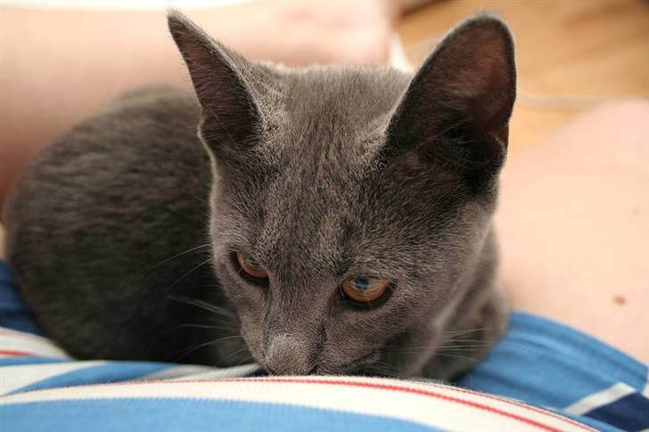 Huskat Siggy [Solgt] - Så blev hun træt, og lagde sig i mit skød billede 8