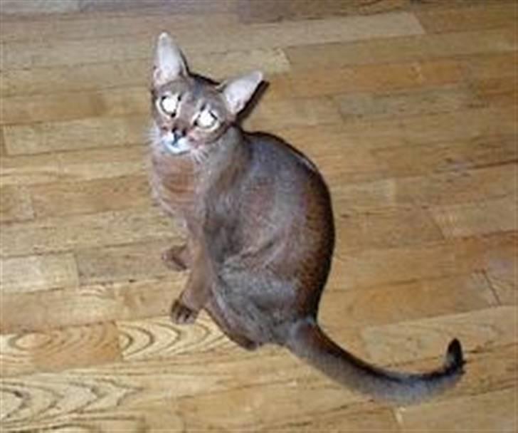 Abyssinier Passat af Khartoum billede 6