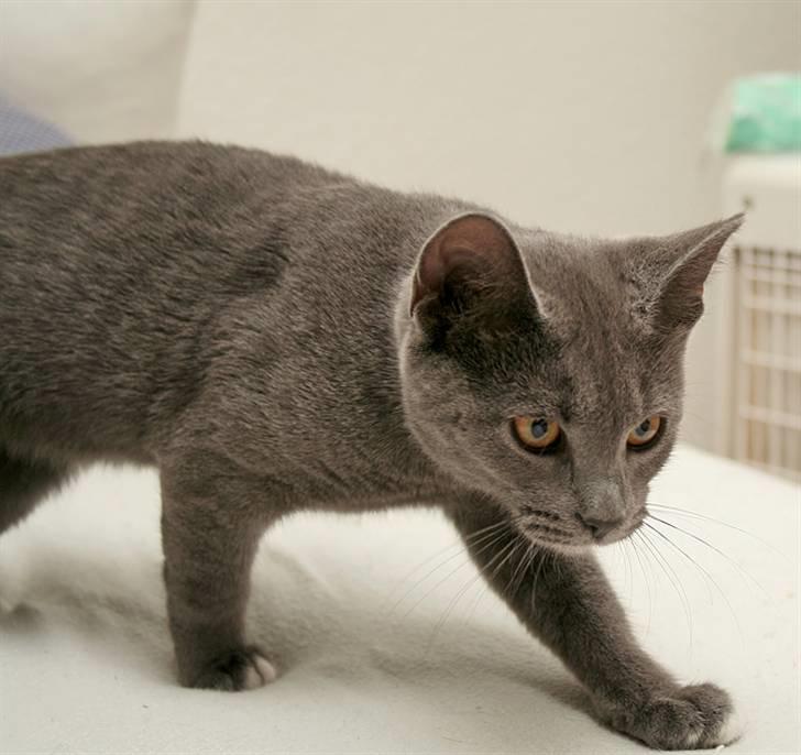 Huskat Siggy [Solgt] billede 9