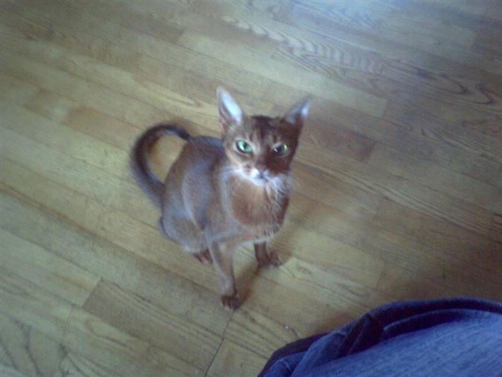 Abyssinier Passat af Khartoum billede 7