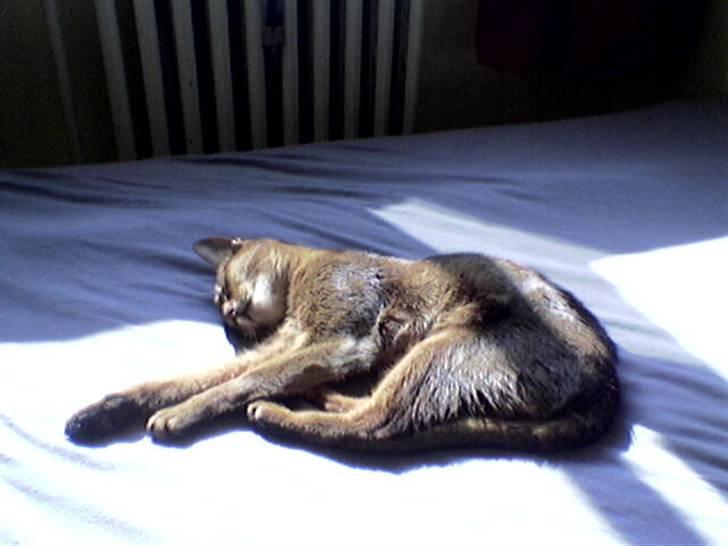 Abyssinier Passat af Khartoum billede 8