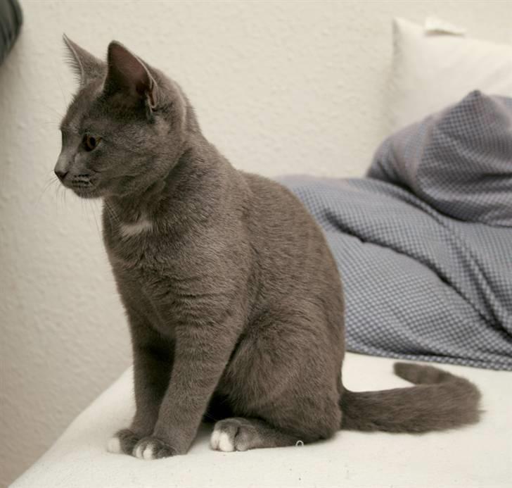 Huskat Siggy [Solgt] billede 10