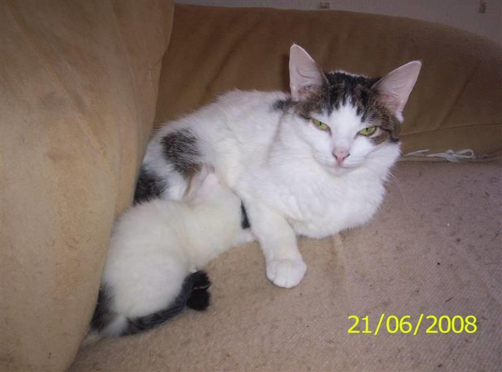 Huskat Mimi billede 12