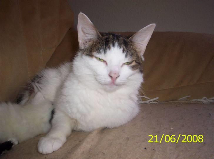 Huskat Mimi billede 13