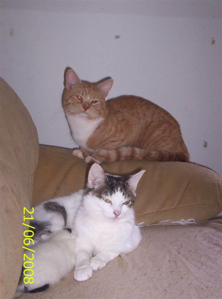 Huskat Mimi billede 14