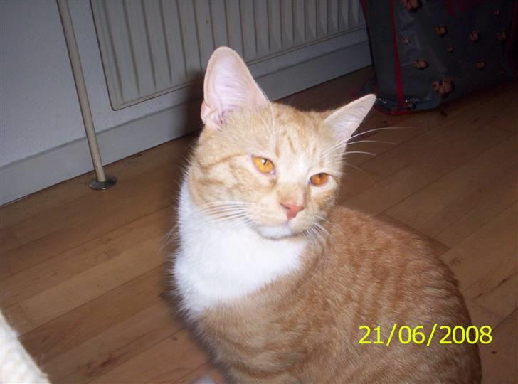 Huskat Topper billede 13