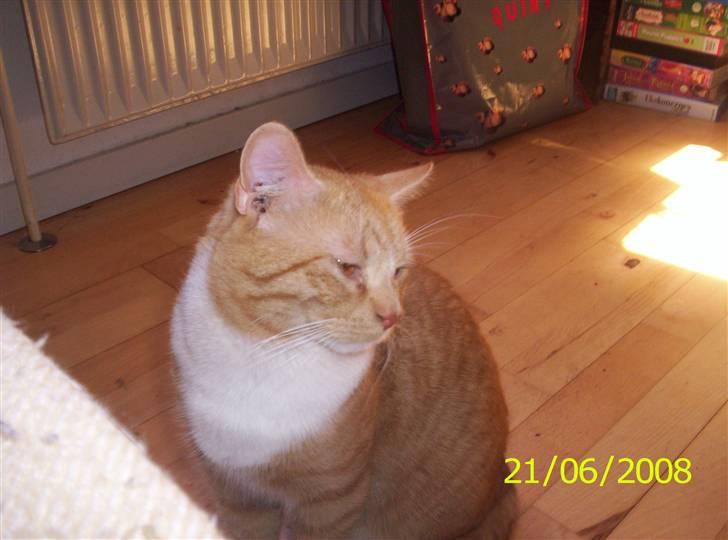 Huskat Topper billede 14