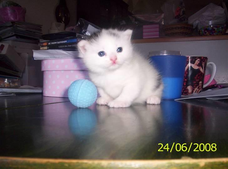 Huskat Kiara billede 1