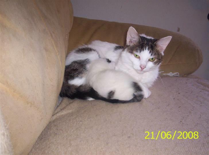 Huskat Kiara billede 2