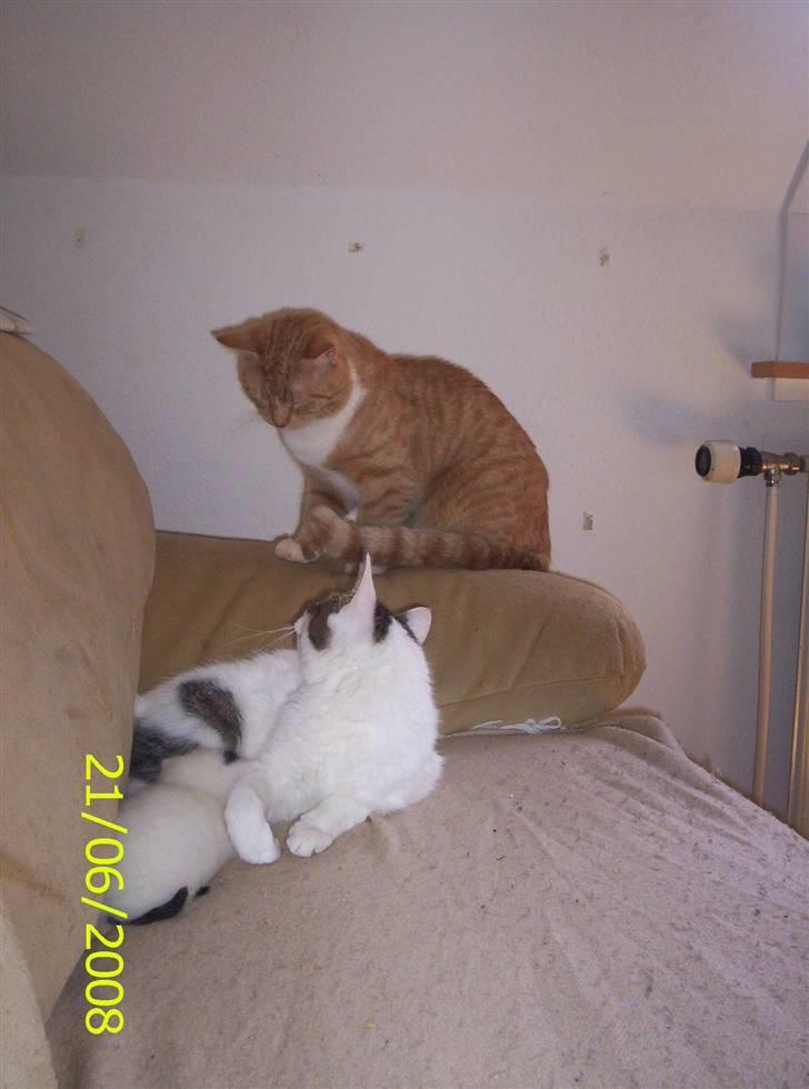 Huskat Kiara billede 3