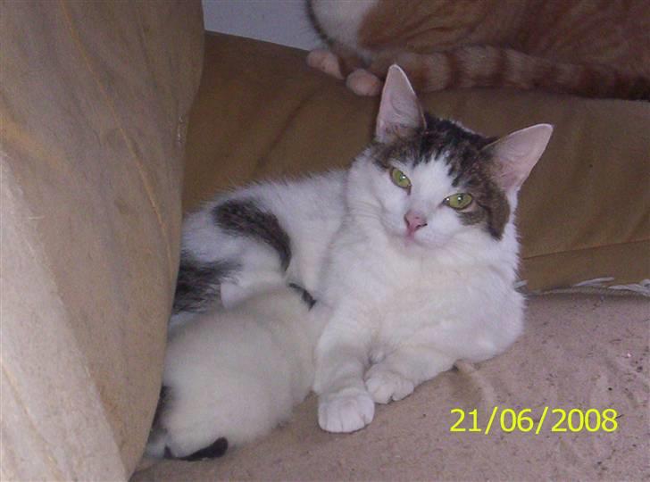 Huskat Kiara billede 5