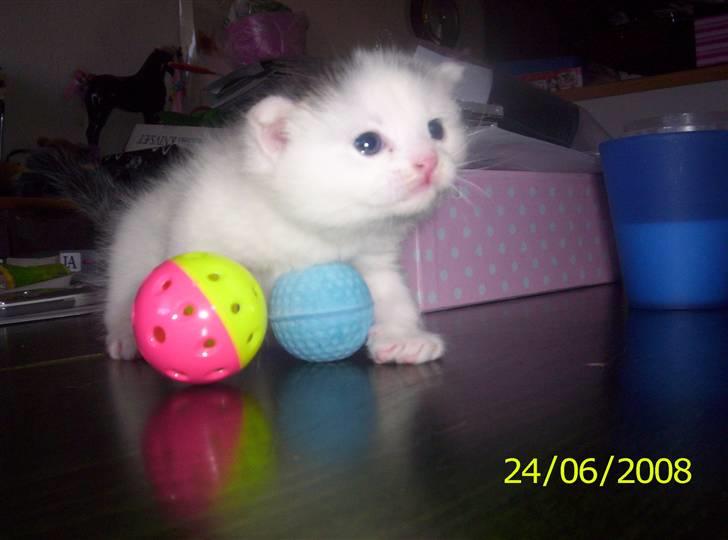 Huskat Kiara billede 6