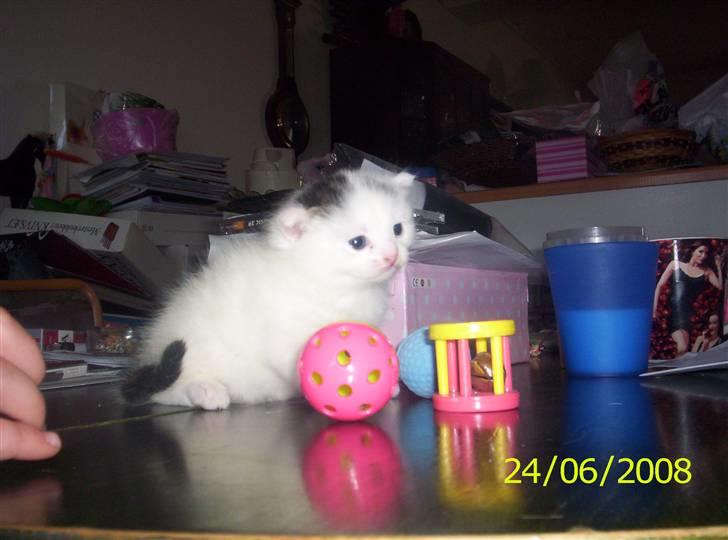 Huskat Kiara billede 7