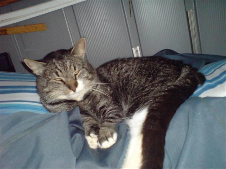 Huskat Tyson *RIP* - Ligger i et skur og daser billede 4