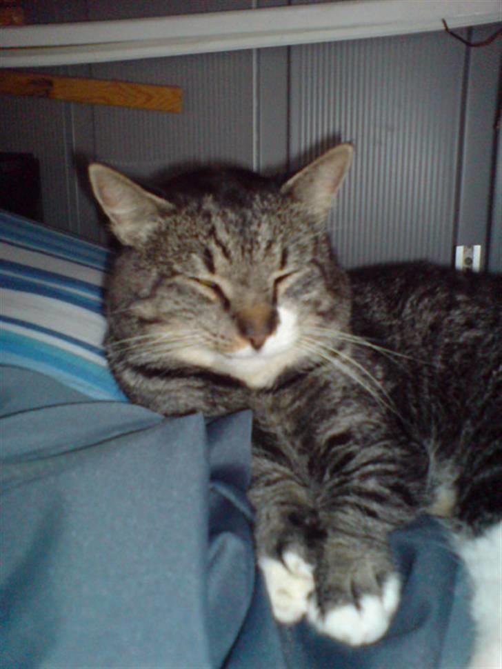 Huskat Tyson *RIP* billede 5