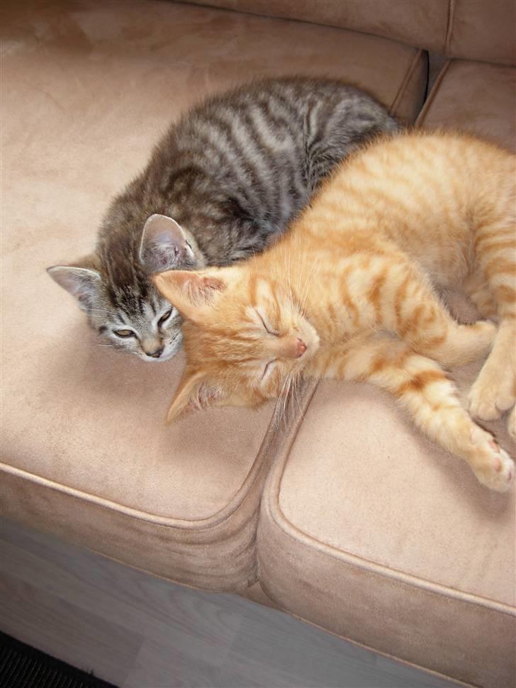 Huskat sofus billede 11