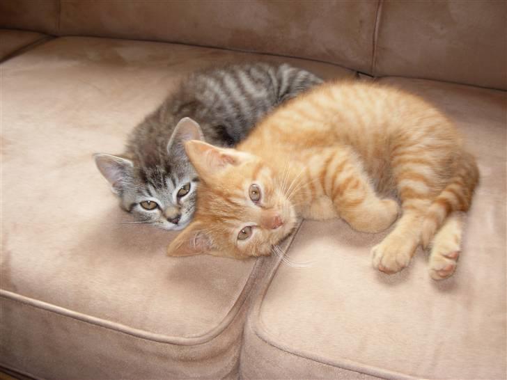 Huskat samson billede 12