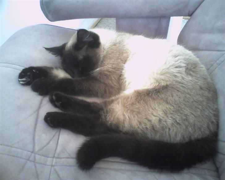 Siameser Mille billede 1