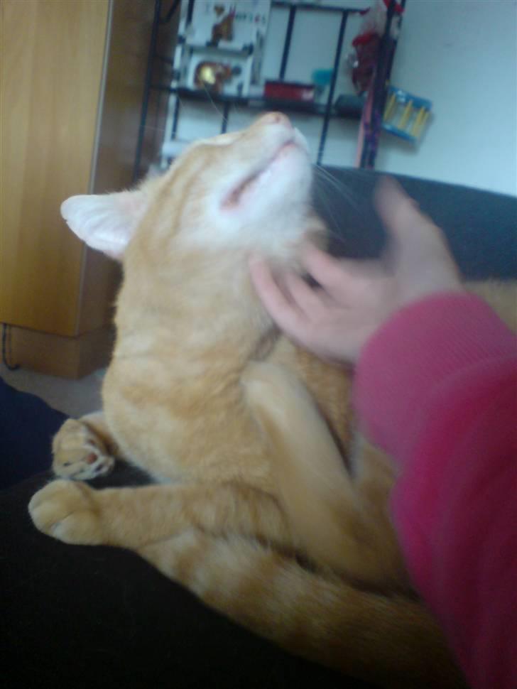 Huskat Oliver (Ollie) *Mikki's* - kik på han bagben det gør han altid xD<3 billede 18