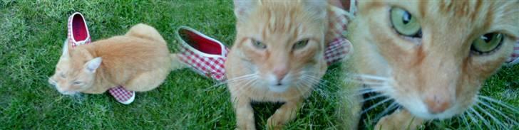 Huskat Oliver (Ollie) *Mikki's* - Han er så Sød <3 billede 19