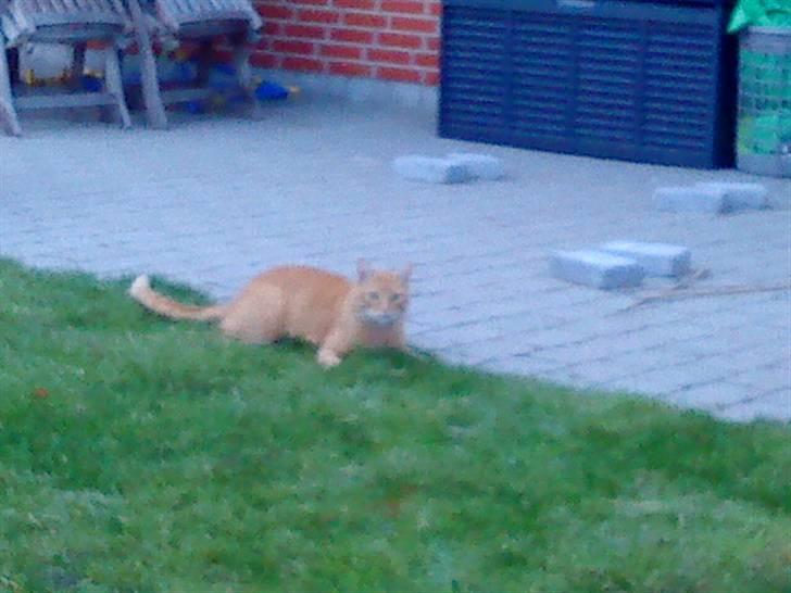 Huskat Oliver (Ollie) *Mikki's* - Haha ,, hun ligger på lur .. :b <3 billede 20