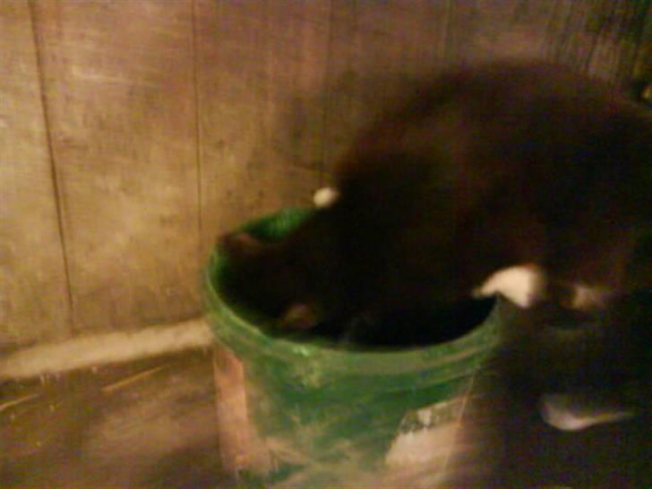 Blanding af racer Tarzan  - Chametrolden der er på vej ned i en vand spand xD <3 billede 12