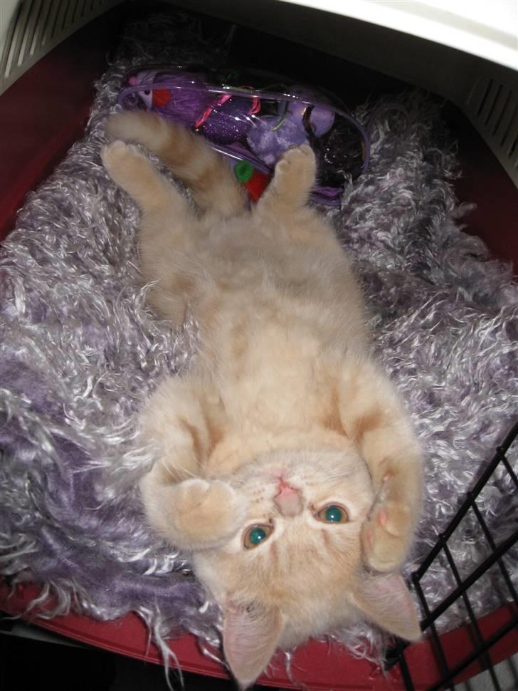 Blanding af racer Uber - er jeg ikke dejlig?? billede 1