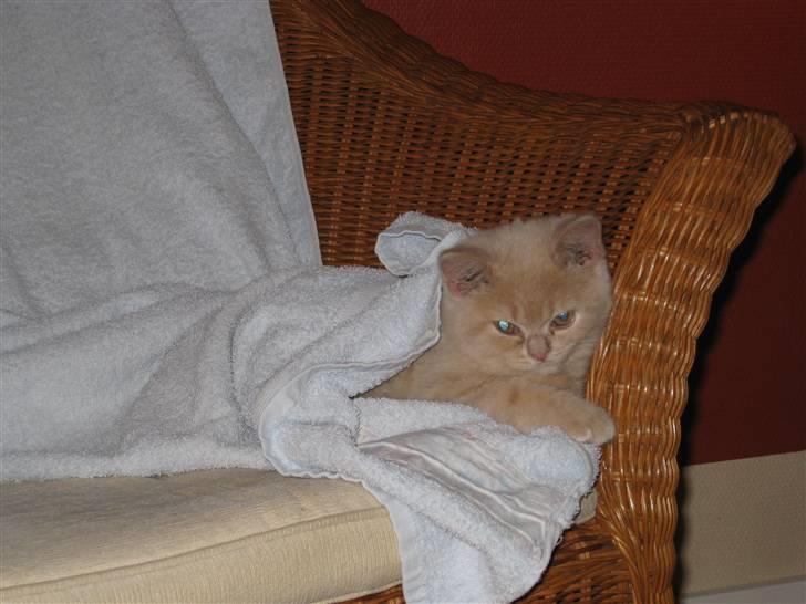 Blanding af racer Uber - altså han er en meget træt kat billede 2